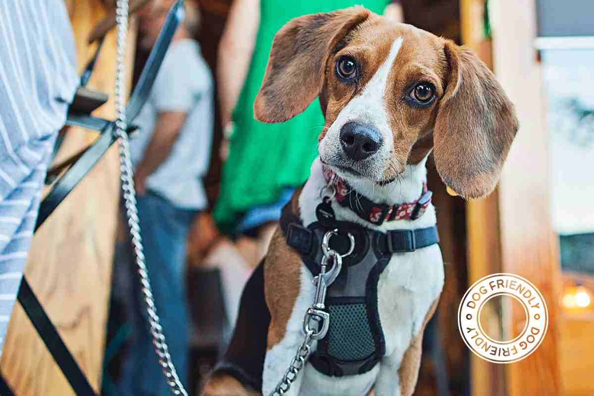 restaurantes dog friendly madrid