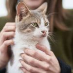 Gato adoptar salud