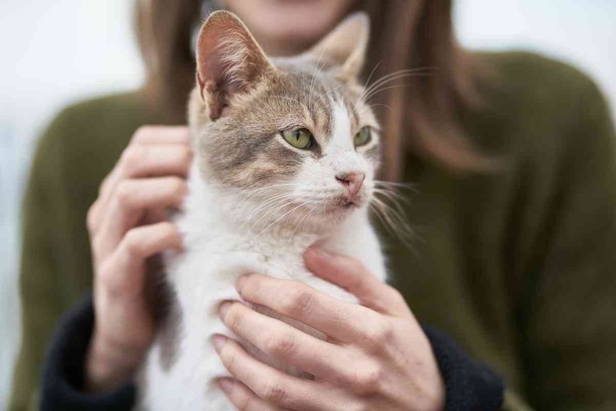 Gato adoptar salud