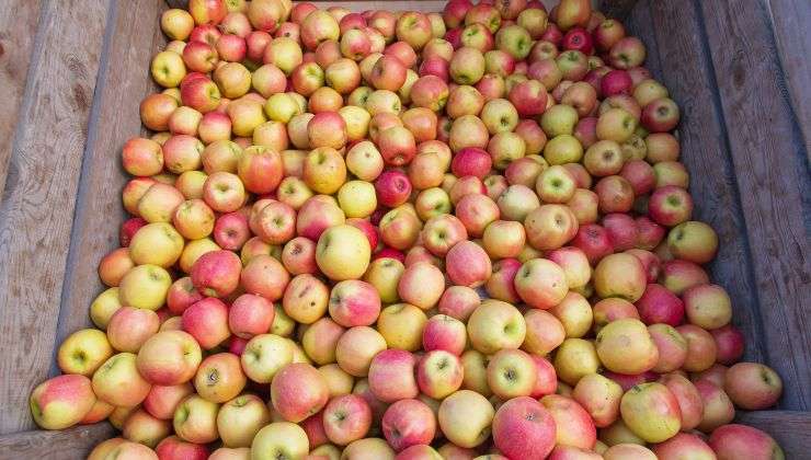 El vinagre de manzana ayuda a matar patógenos