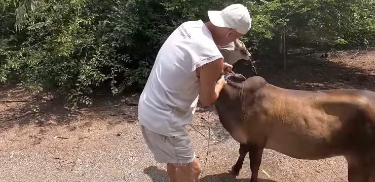 Frank Cuesta con una vaca