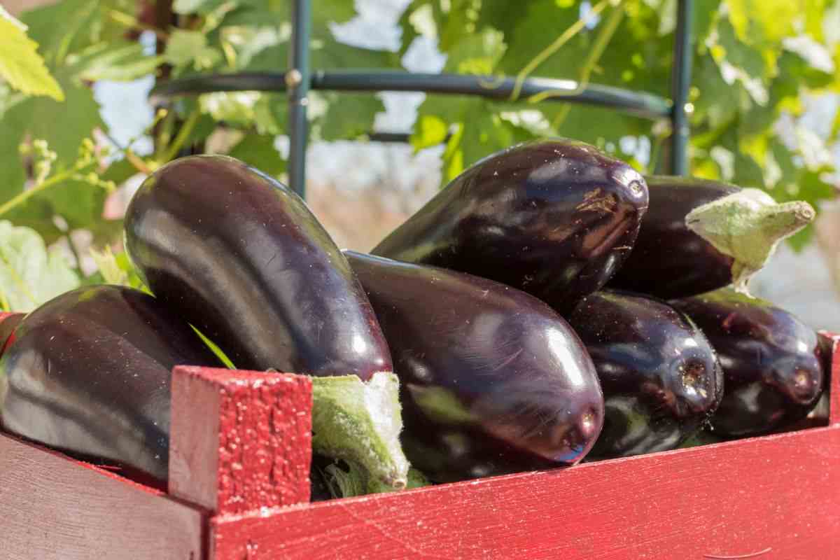 La berenjena no es solo un buen antioxidante, descubre sus propiedades