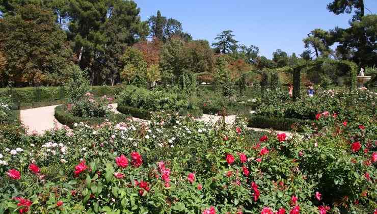 floración flores ocio pareja primavera madrid