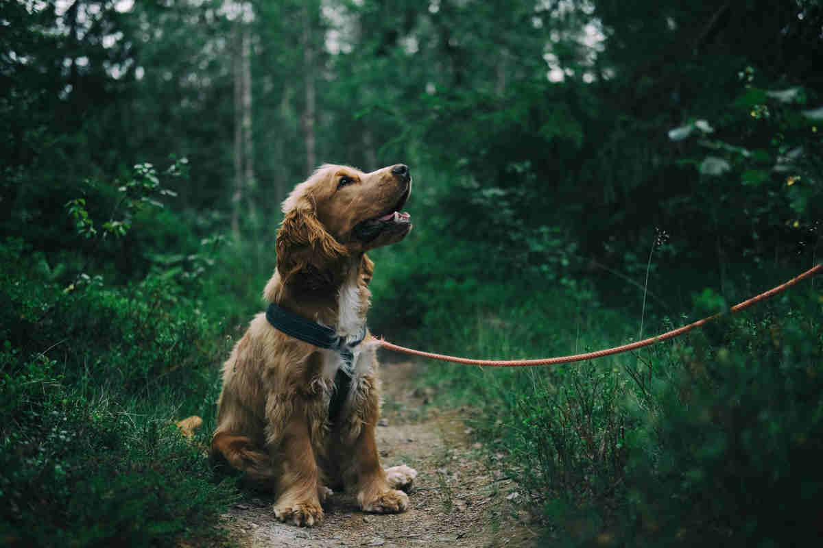 Mejora la salud de tu perro 